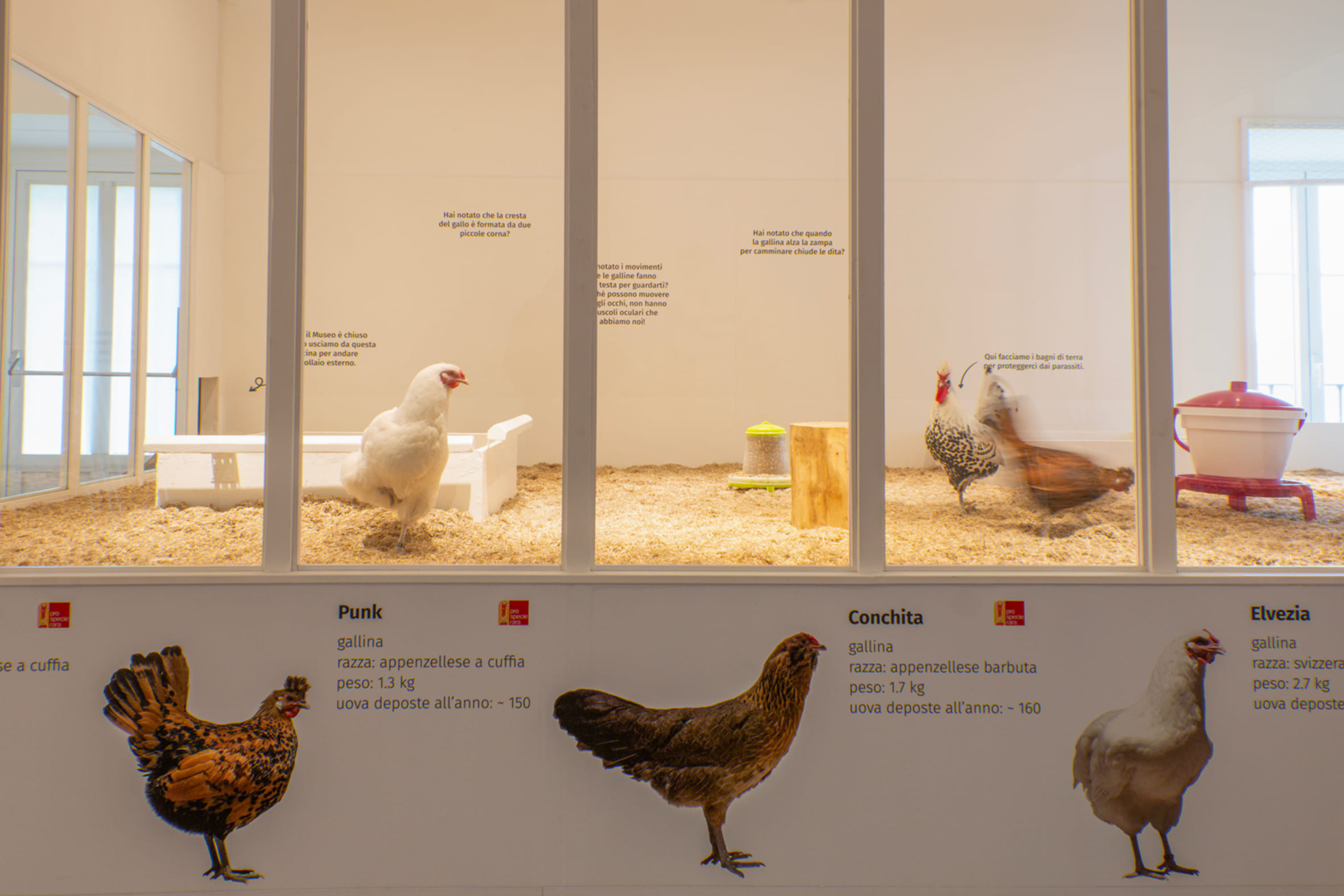 The Living Museum temporary exhibition—chickens in an indoor coop.